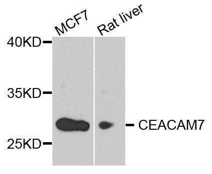 Anti-CEACAM7 Antibody