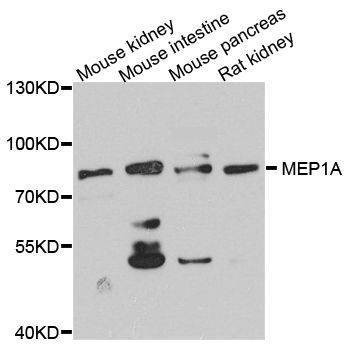 Anti-MEP1A Antibody