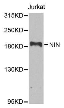 Anti-NIN Antibody