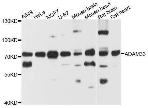 Anti-ADAM33 Antibody