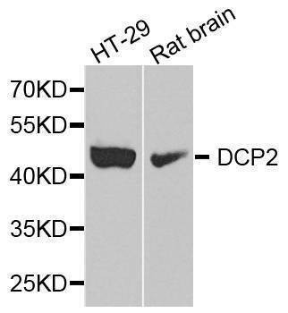 Anti-DCP2 Antibody