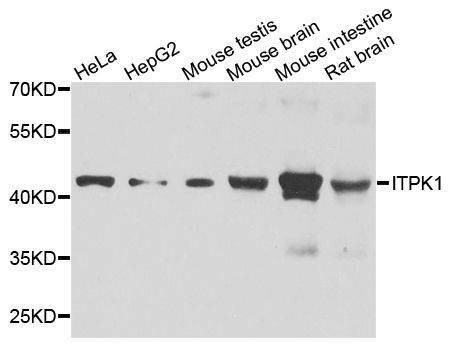 Anti-ITPK1 Antibody