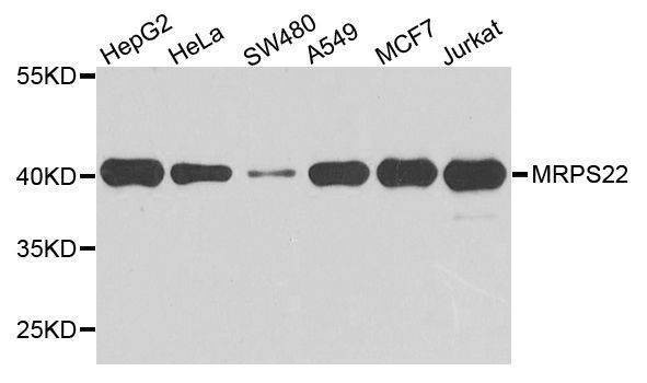 Anti-MRPS22 Antibody