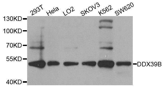 Anti-DDX39B Antibody