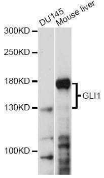 Anti-GLI1 Antibody