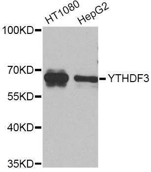 Anti-YTHDF3 Antibody