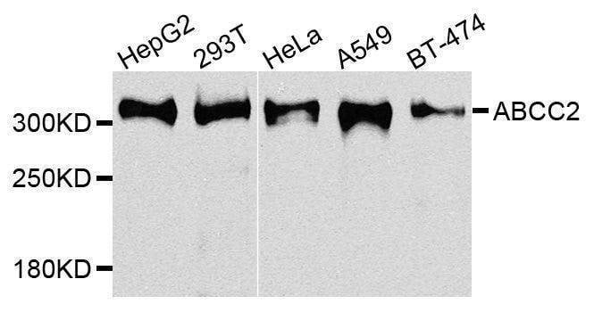Anti-ABCC2 Antibody