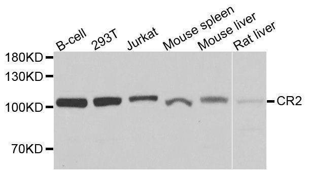 Anti-CR2 Antibody