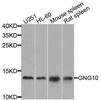 Anti-GNG10 Antibody