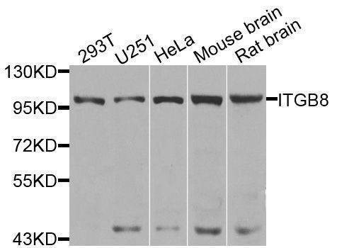Anti-ITGB8 Antibody