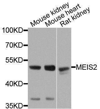 Anti-MEIS2 Antibody