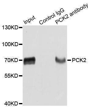 Anti-PCK2 Antibody