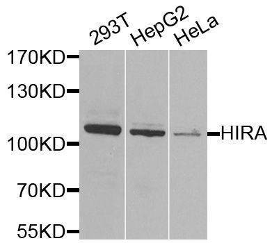 Anti-HIRA Antibody