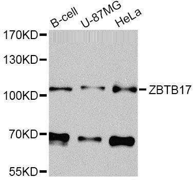 Anti-ZBTB17 Antibody
