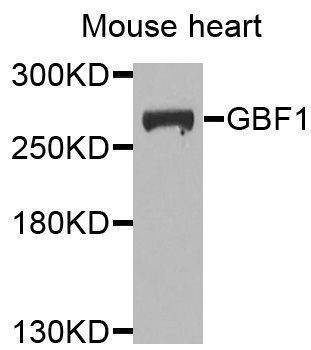 Anti-GBF1 Antibody