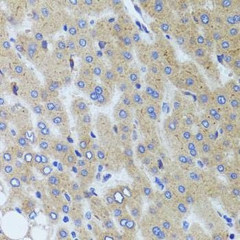 Anti-SYNPO Antibody