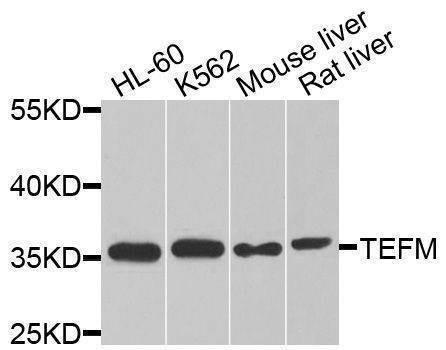 Anti-TEFM Antibody