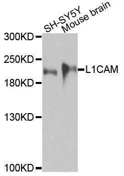 Anti-L1CAM Antibody