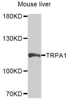 Anti-TRPA1 Antibody