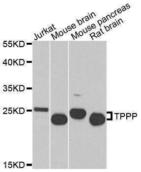 Anti-TPPP Antibody