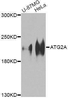 Anti-ATG2A Antibody