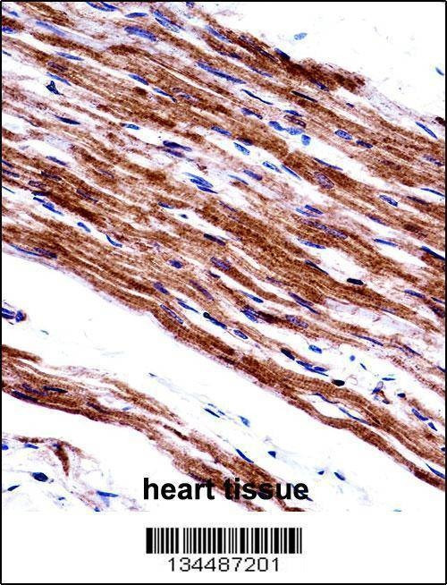 Anti-MYL9 (C-term) Antibody