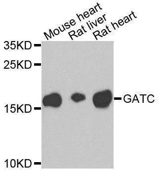 Anti-GATC Antibody