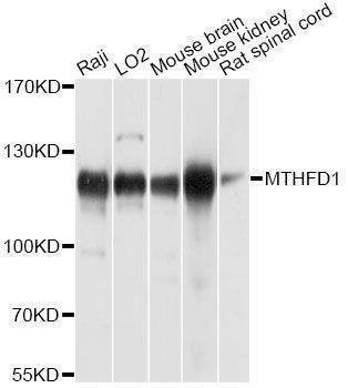 Anti-MTHFD1 Antibody