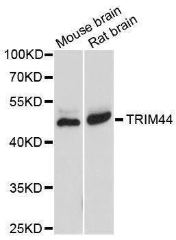 Anti-TRIM44 Antibody