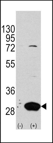 Anti-Latexin (Center) Antibody