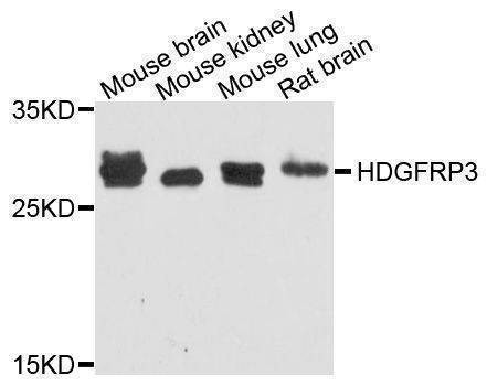 Anti-HDGFRP3 Antibody