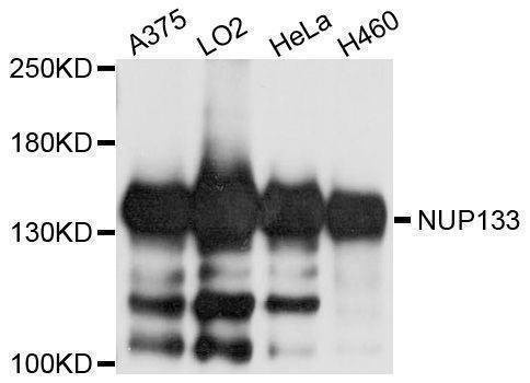 Anti-NUP133 Antibody
