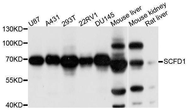 Anti-SCFD1 Antibody