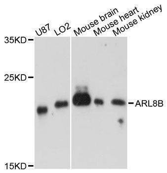 Anti-ARL8B Antibody