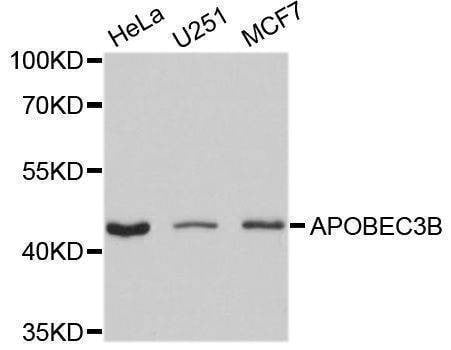Anti-APOBEC3B Antibody