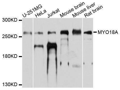 Anti-MYO18A Antibody