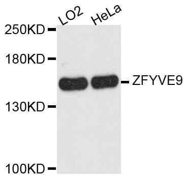 Anti-ZFYVE9 Antibody