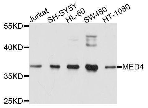 Anti-MED4 Antibody