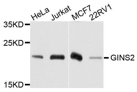 Anti-GINS2 Antibody