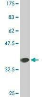 Anti-COX6B1 Antibody