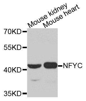 Anti-NFYC Antibody