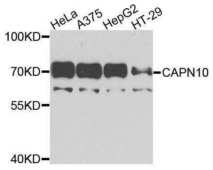 Anti-CAPN10 Antibody