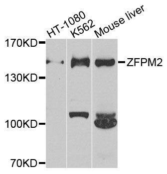 Anti-ZFPM2 Antibody