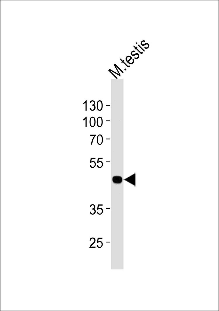 Anti-Mouse Mos (C-term) Antibody