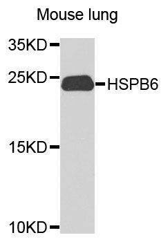 Anti-Mouse HSPB6 Antibody