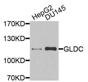 Anti-GLDC Antibody