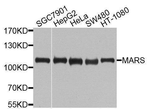 Anti-MARS Antibody