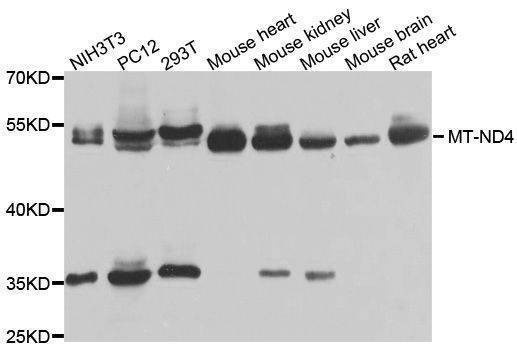 Anti-MT-ND4 Antibody