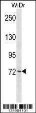 Anti-Plk3 (N-term) Antibody