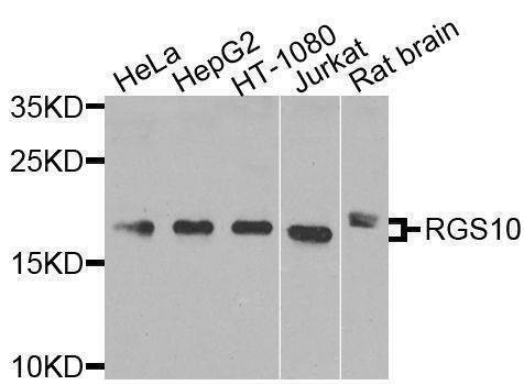 Anti-RGS10 Antibody